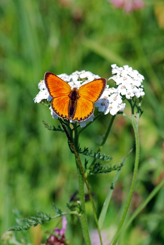 Lycaena virgaureae